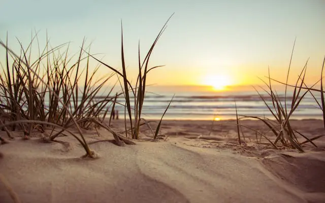 grass poking through on a sandy beach at sunset